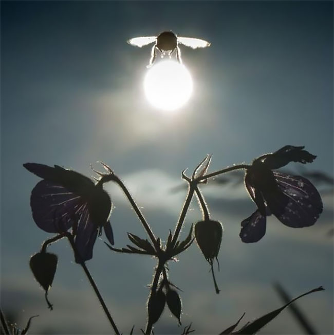 Fotografías tomadas en el momento preciso. Insecto que poliniza el sol